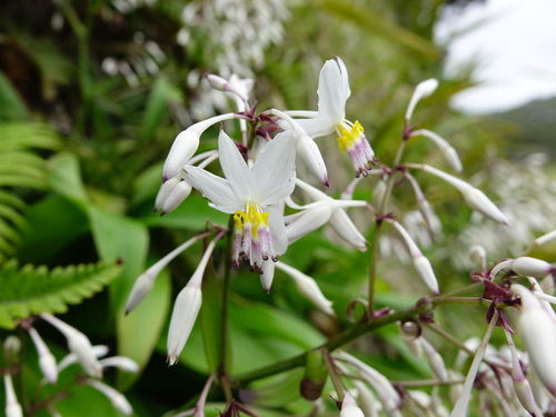 Arthropodium cirrhatum (New Zealand Rock Lily) — photo