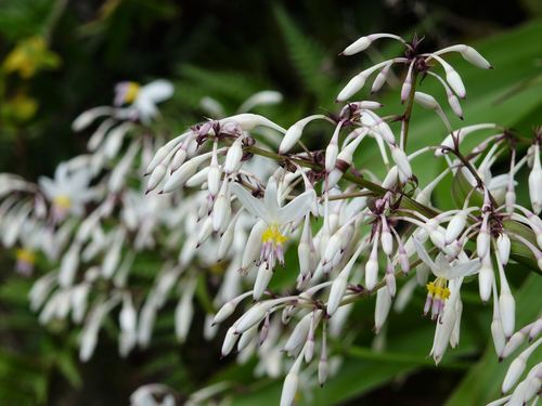 Arthropodium cirrhatum
