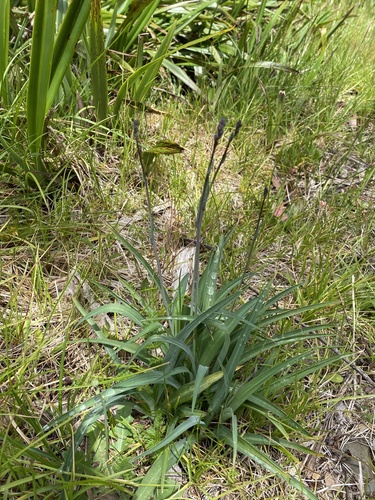 Arthropodium milleflorum (Pale vanilla lily) — photo