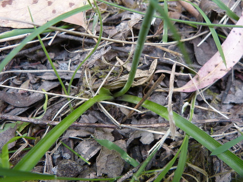 Arthropodium milleflorum (Pale vanilla lily) — photo