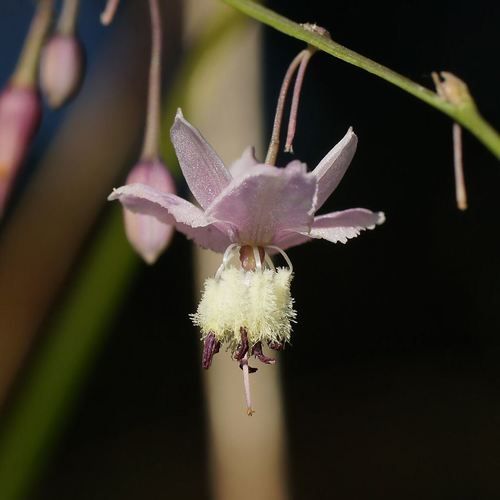 Arthropodium milleflorum