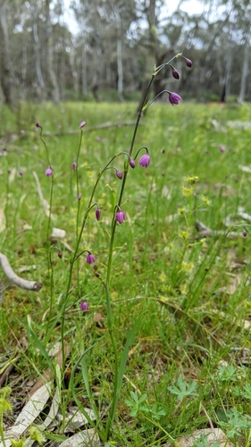 Arthropodium minus (Small Vanilla-lily) — photo