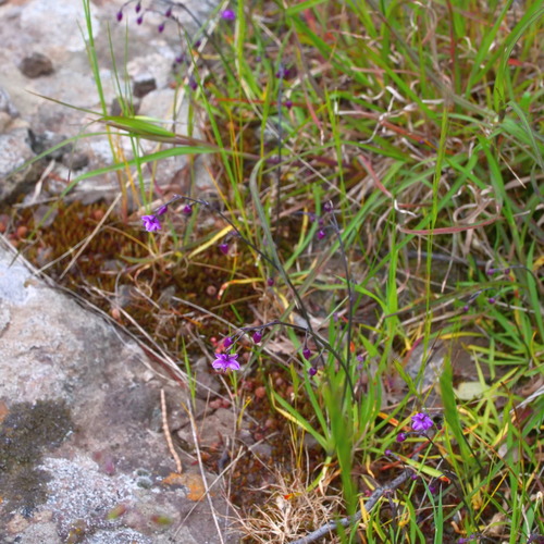 Arthropodium minus (Small Vanilla-lily) — photo