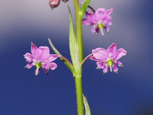 Arthropodium minus