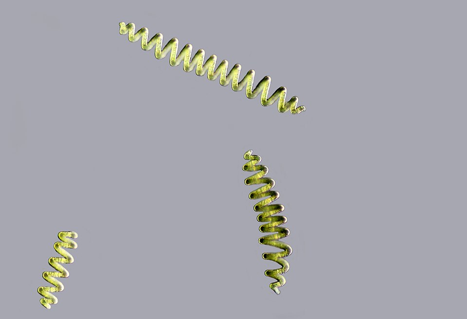 Arthrospira maxima (Tecuitlatl) — photo