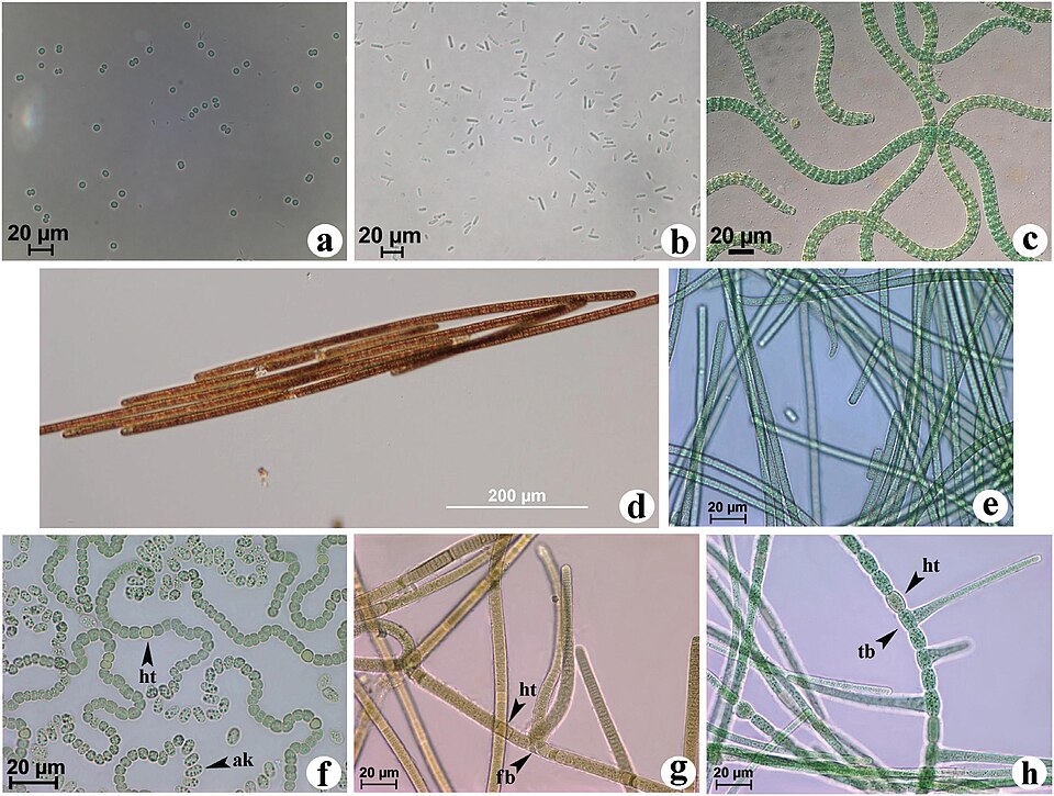 Arthrospira maxima (Tecuitlatl) — photo