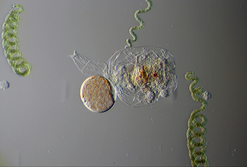 Arthrospira platensis (Spirulina) — photo