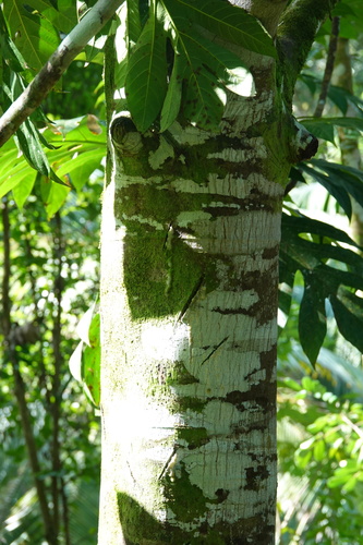 Artocarpus altilis x Artocarpus mariannensis — photo