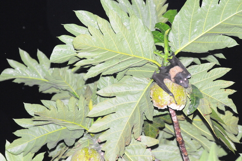 Artocarpus altilis x Artocarpus mariannensis — photo