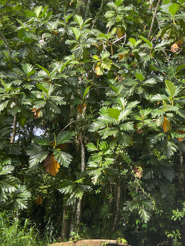 Artocarpus altilis x Artocarpus mariannensis