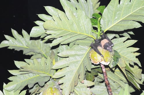 Artocarpus altilis (Breadfruit) — photo