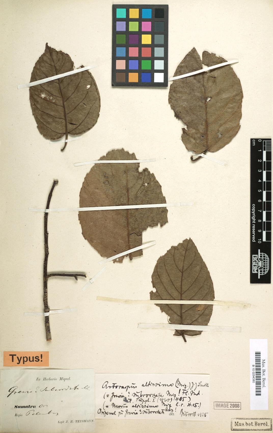 Artocarpus altissimus — photo