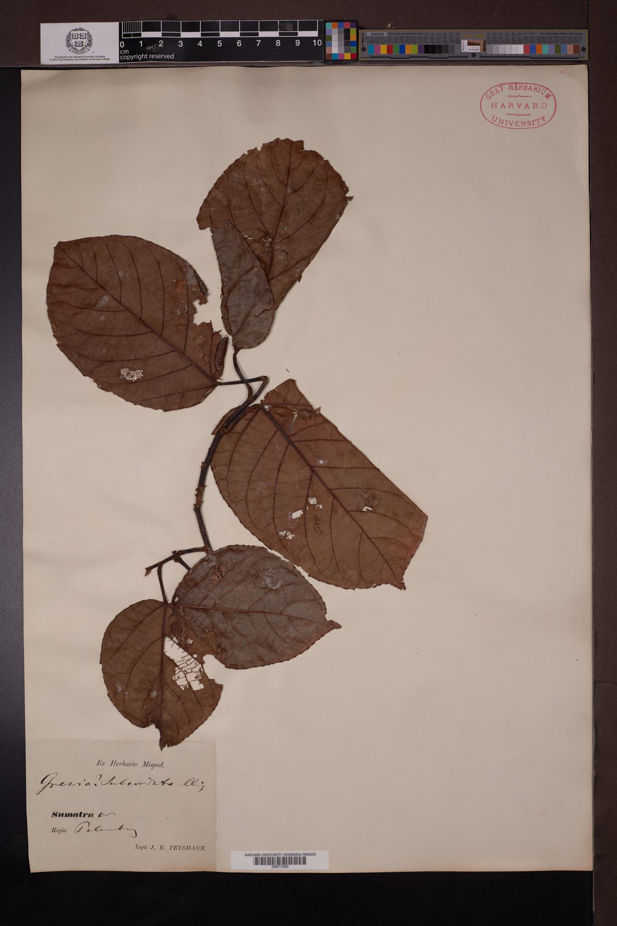 Artocarpus altissimus — photo