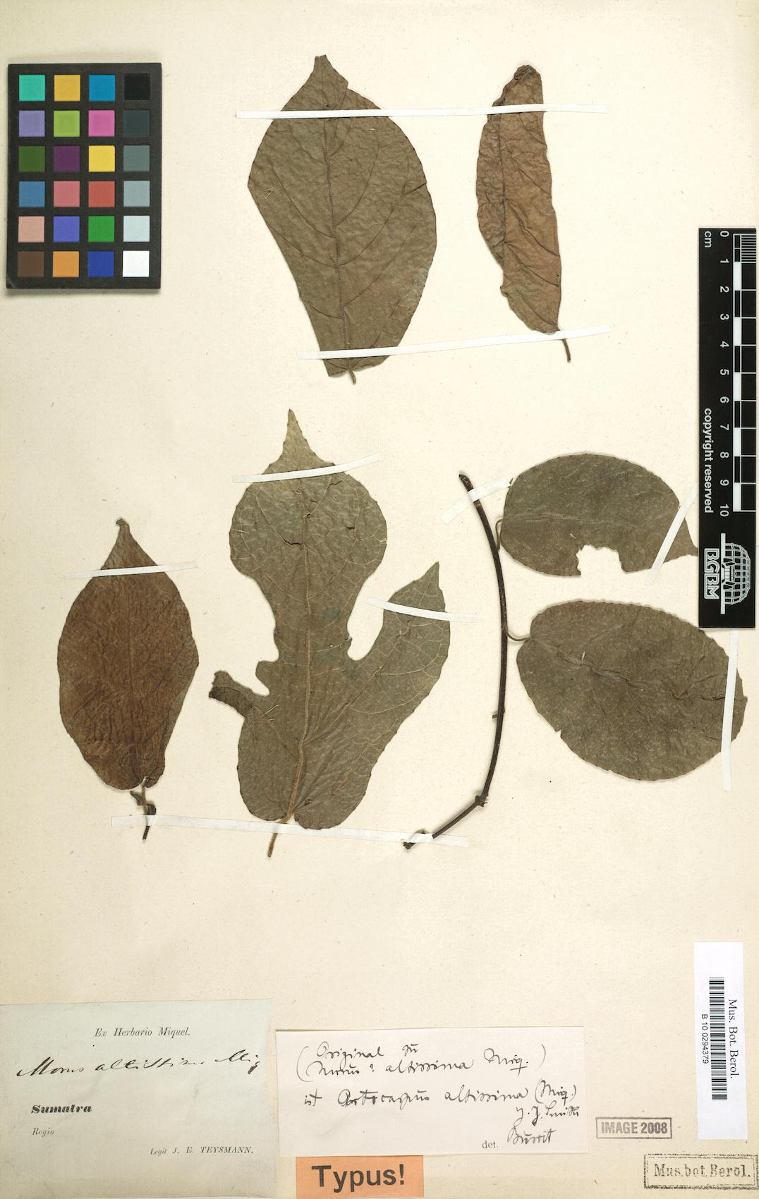 Artocarpus altissimus