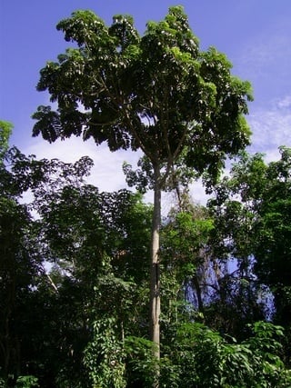 Artocarpus anisophyllus (Keledang babi) — photo