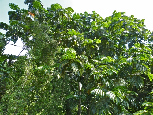 Artocarpus anisophyllus (Keledang babi) — photo