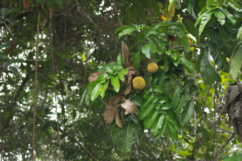 Artocarpus anisophyllus