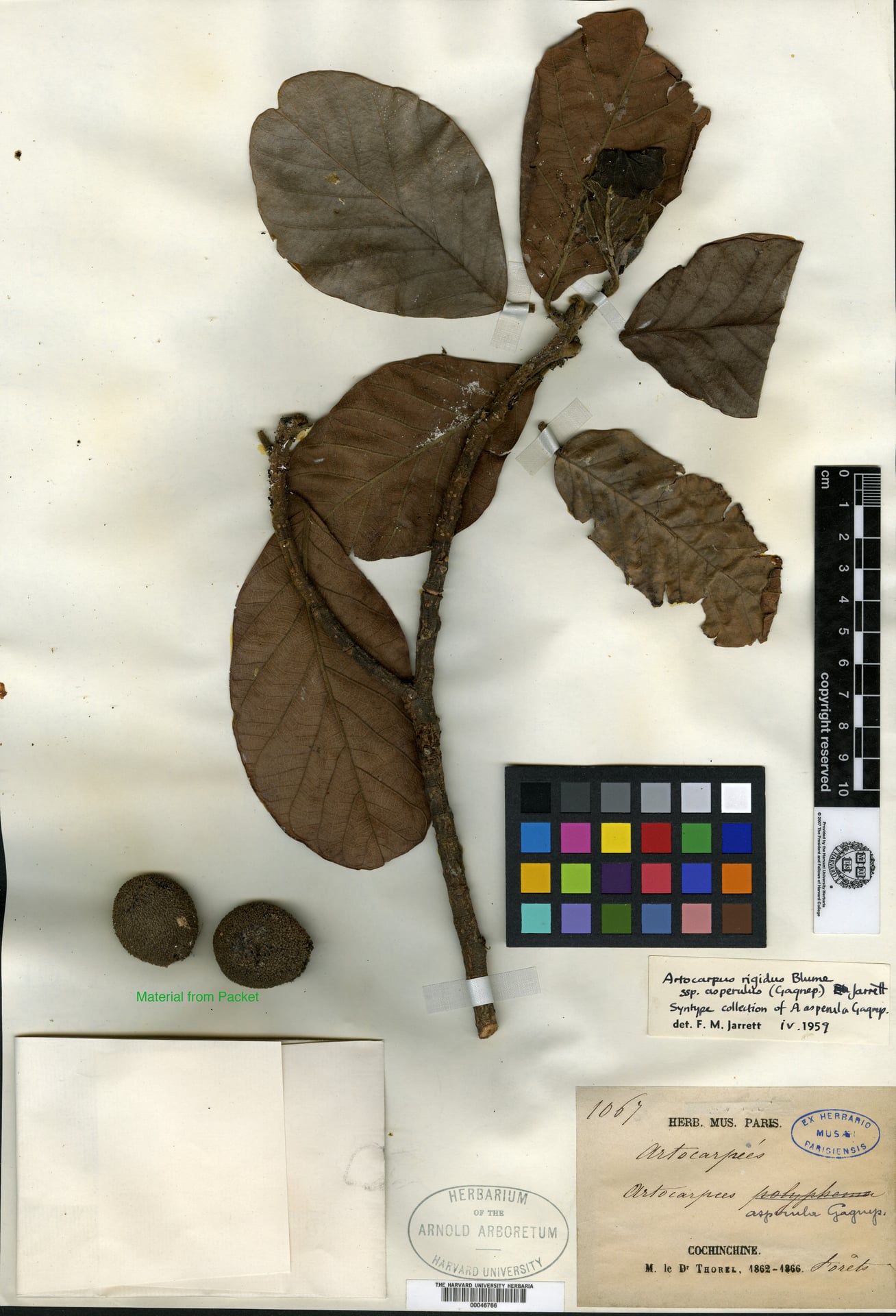 Artocarpus asperulus — photo