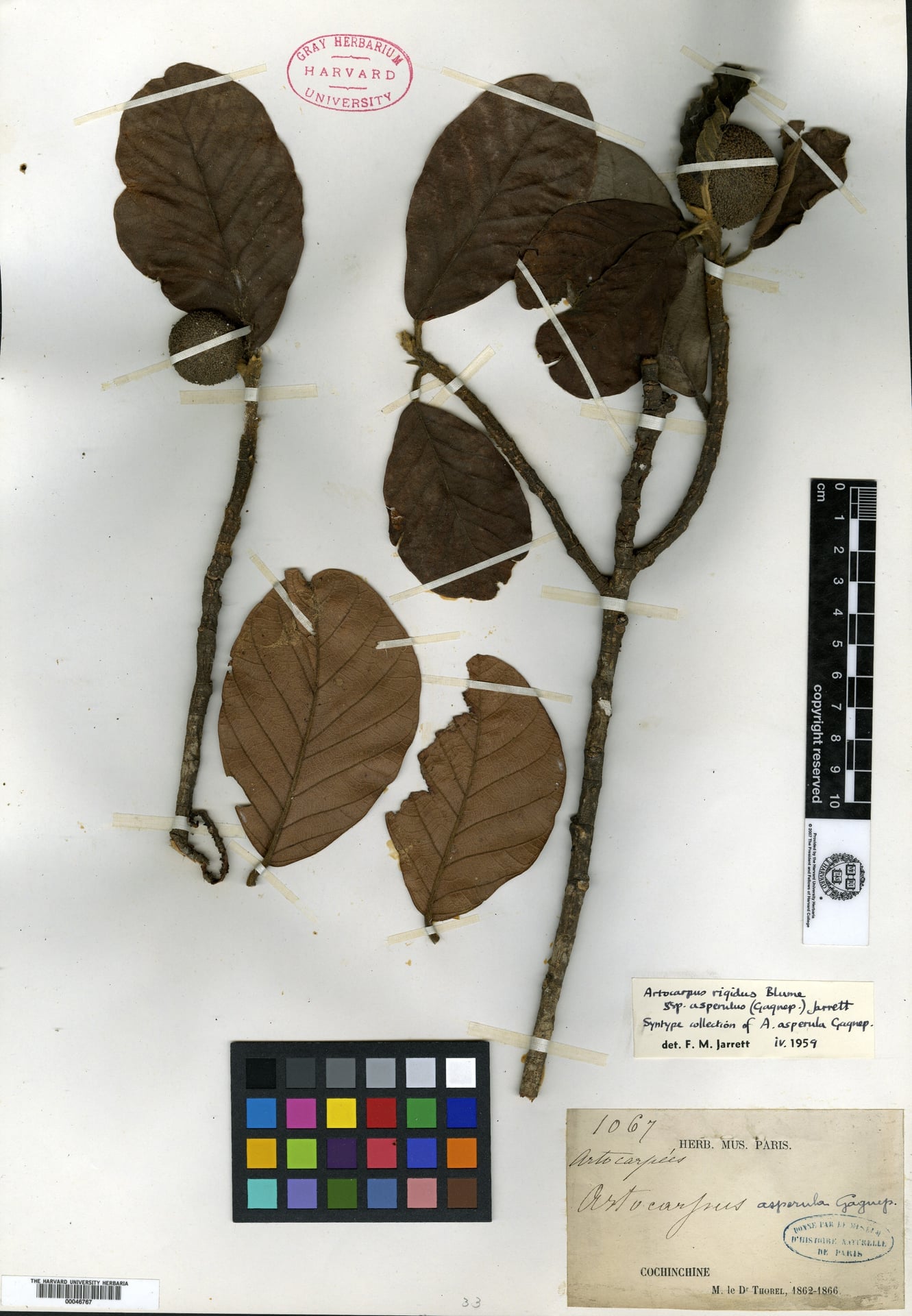 Artocarpus asperulus