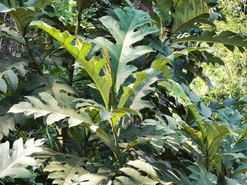 Artocarpus blancoi (Kalo) — photo