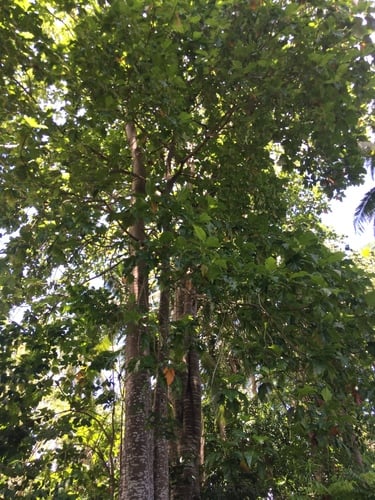 Artocarpus blancoi