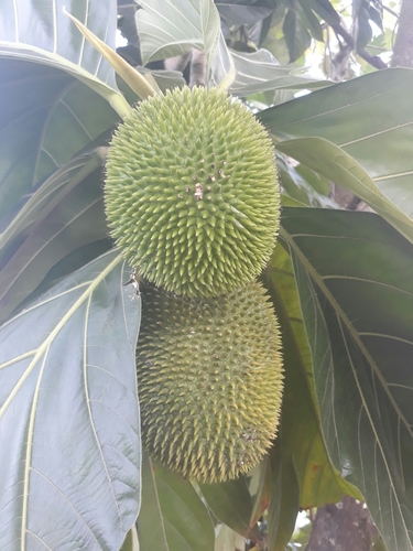 Artocarpus camansi (Breadnut) — photo