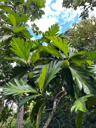 Artocarpus camansi (Breadnut) — photo