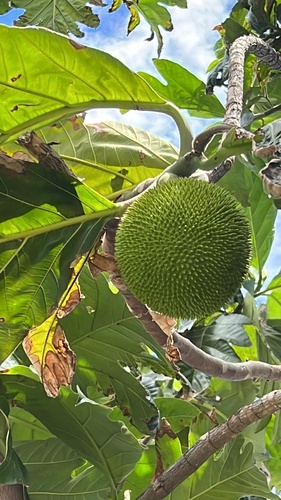 Artocarpus camansi