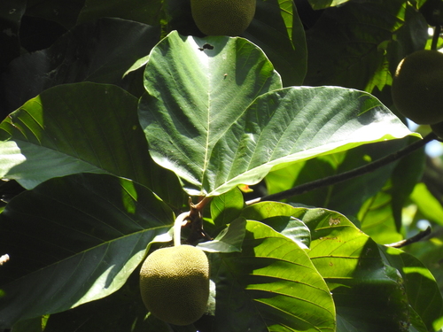 Artocarpus chama (Chaplash) — photo