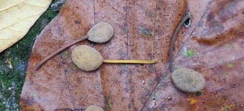 Artocarpus chama (Chaplash) — photo