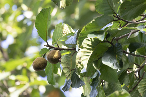 Artocarpus chama