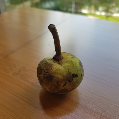 Artocarpus dadah (Tampang bulu) — photo