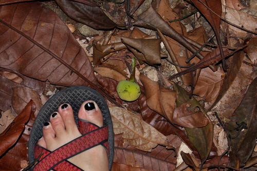 Artocarpus dadah