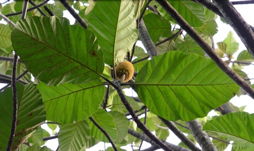 Artocarpus elasticus — photo