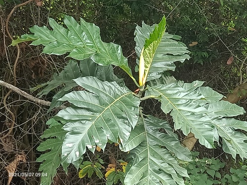 Artocarpus elasticus — photo