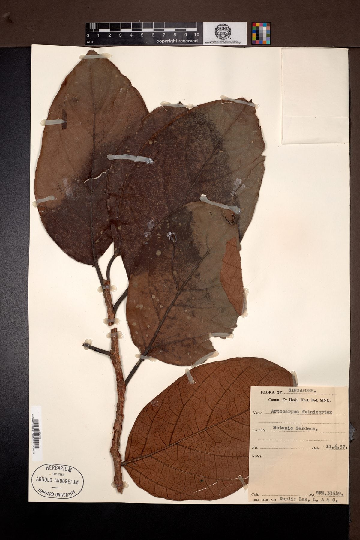 Artocarpus fulvicortex (Tampang bulu) — photo
