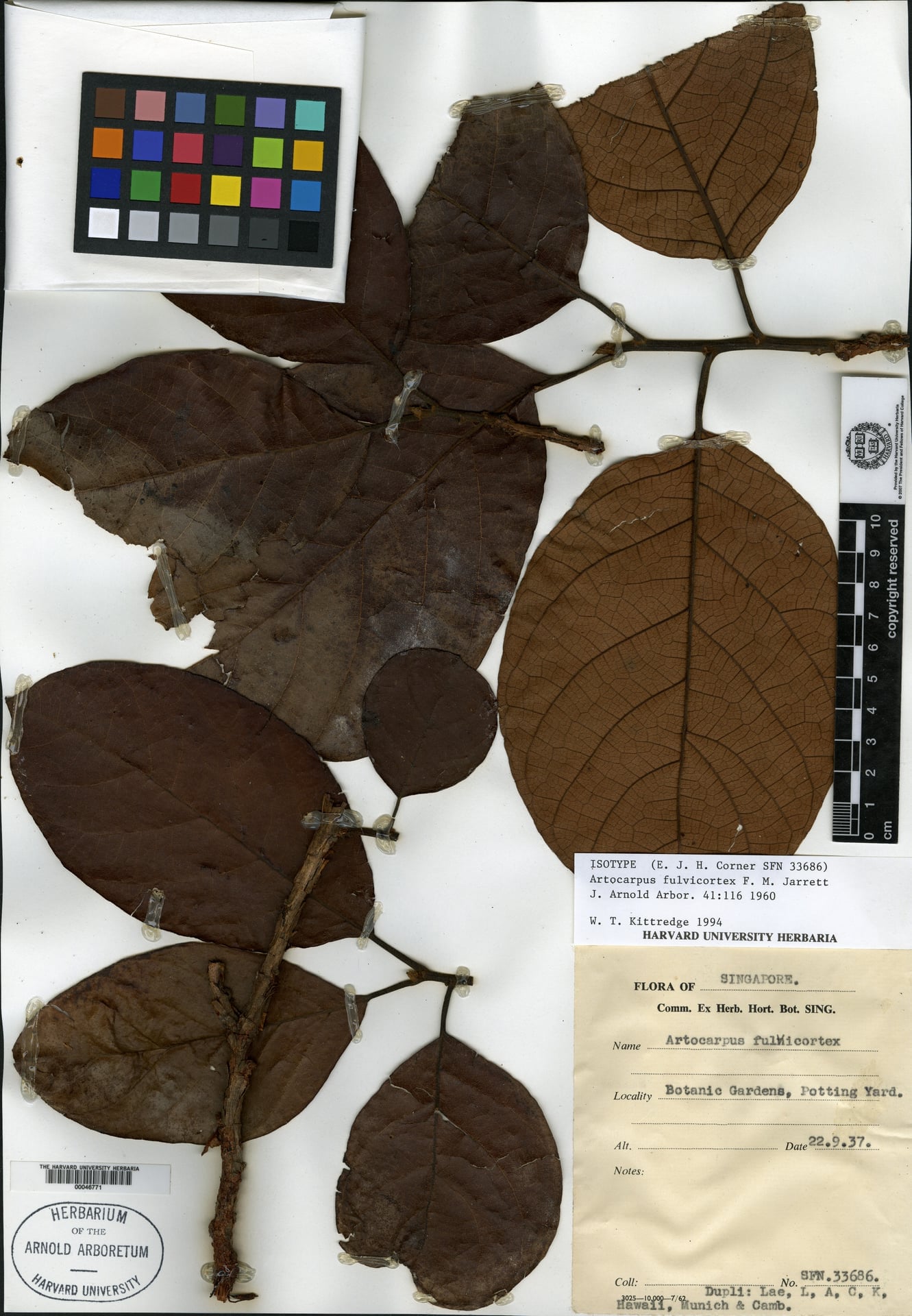 Artocarpus fulvicortex (Tampang bulu) — photo