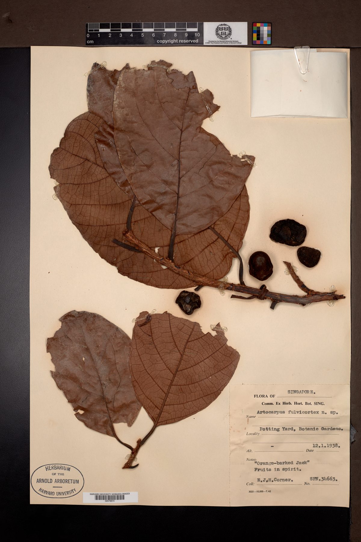 Artocarpus fulvicortex