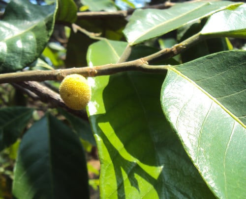 Artocarpus gomezianus (Rounded jackfruit tree) — photo