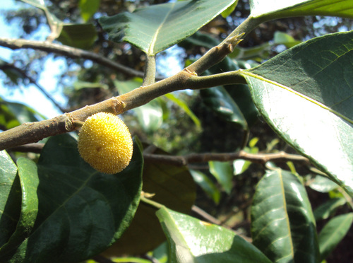 Artocarpus gomezianus (Rounded jackfruit tree) — photo