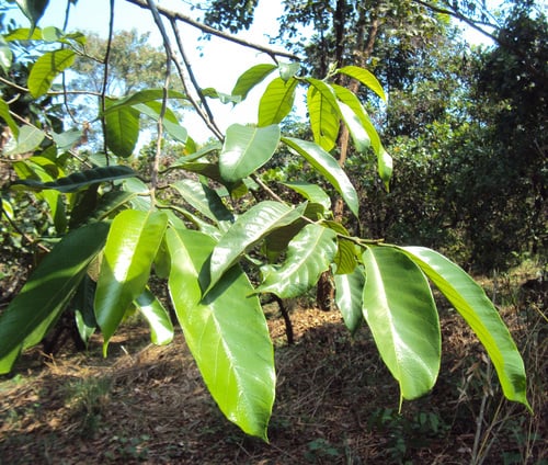 Artocarpus gomezianus