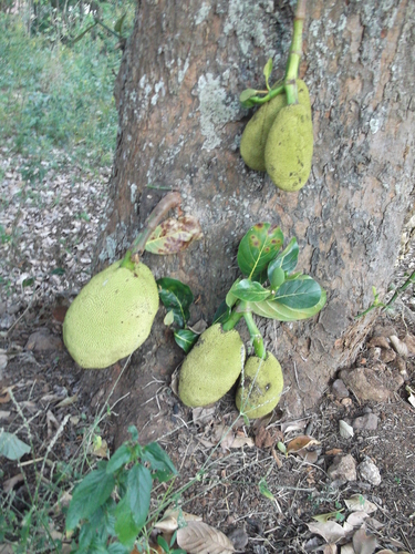 Artocarpus heterophyllus x (Champejak) — photo
