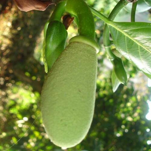 Artocarpus heterophyllus x (Champejak) — photo