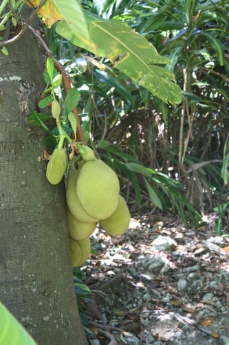 Artocarpus heterophyllus x