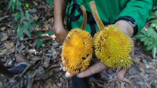 Artocarpus hirsutus (Wild jack fruit) — photo