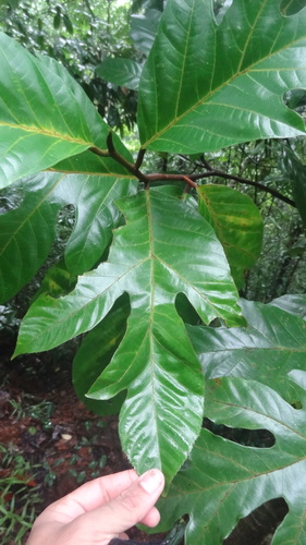 Artocarpus hirsutus (Wild jack fruit) — photo