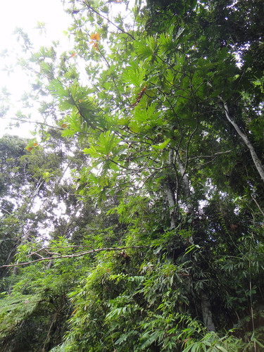 Artocarpus horridus