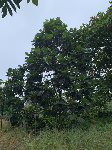 Artocarpus horridus — photo