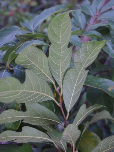 Artocarpus hypargyreus (Kwaimuk) — photo