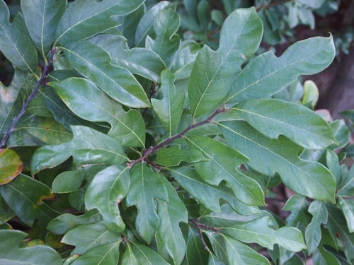 Artocarpus hypargyreus (Kwaimuk) — photo